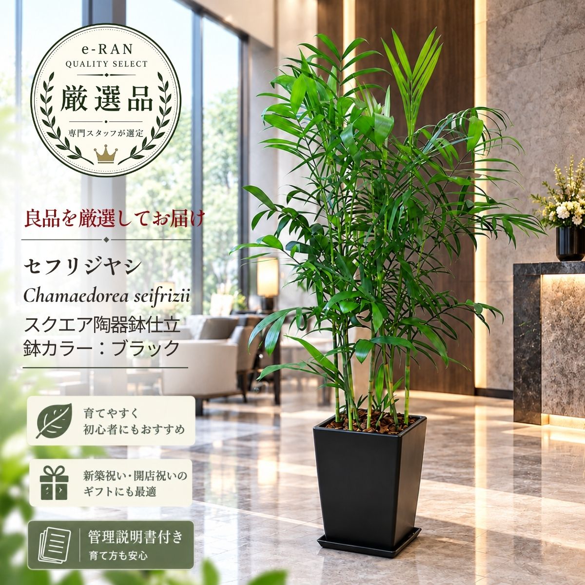 楽天市場】珍しい 観葉植物（サイズ（植木鉢）10 ～ 12号）（花・観葉