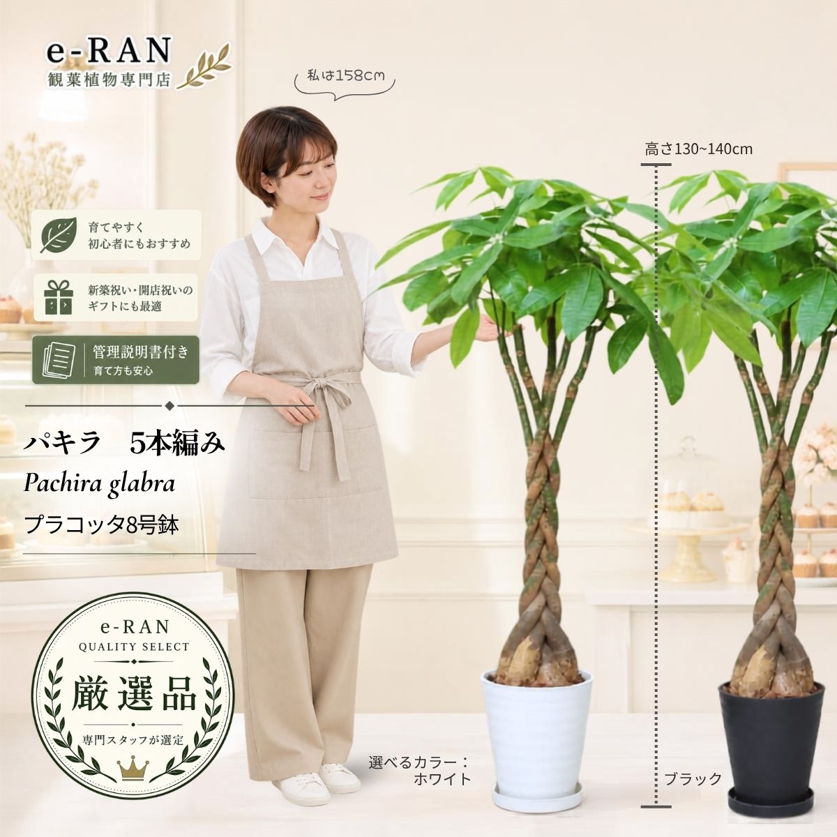 楽天市場】140cm（観葉植物｜花・観葉植物）：花・ガーデン・DIYの通販