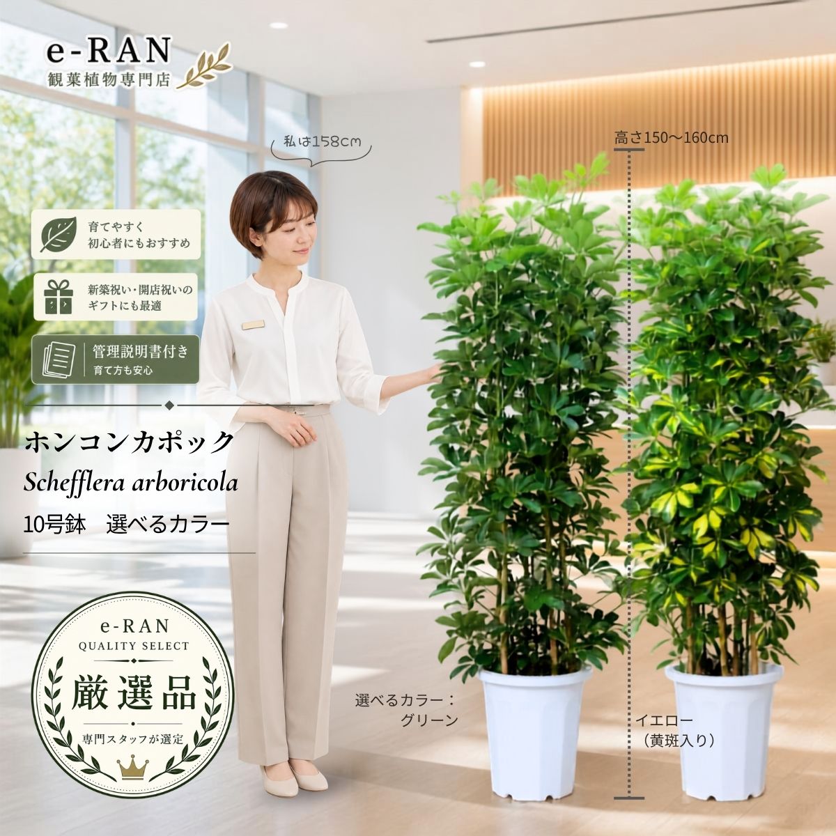 楽天市場】観葉植物 シェフレラ（サイズ（植木鉢）10 ～ 12号）の通販
