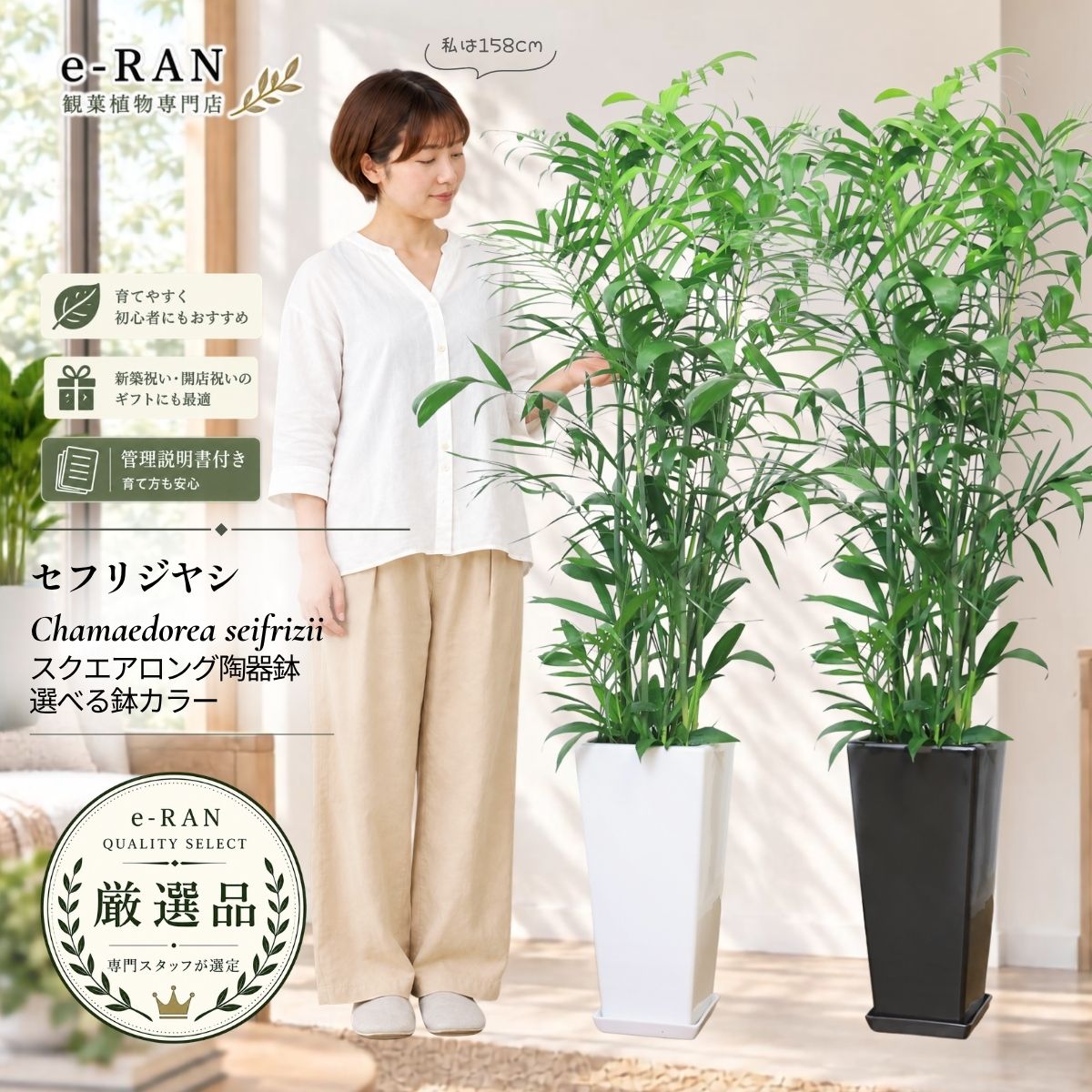 観葉植物 ヤシ セフリジヤシ スクエアロング陶器鉢 高さ約150cm〜160cm前後 選べる鉢カラー 数量限定販売 厳選 カマエドレア チャマエドレア 育て易い 人気 ヤシの木 角鉢 白 黒 セフリジー カイエンナッツ 竹のような姿 空気清浄化