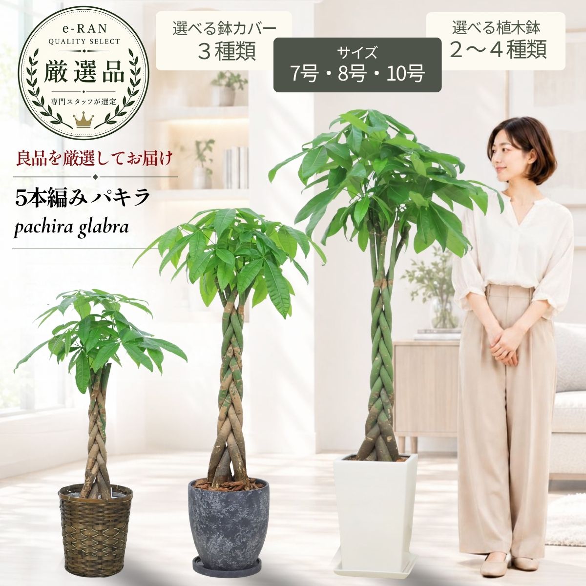 楽天市場】観葉植物 パキラ 編みの通販