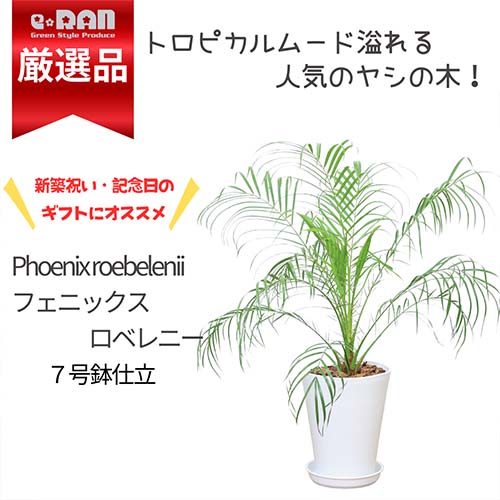 ヤシ ＼ポイント5倍／【限定数販売品】観葉植物 ヤシ フェニックス ロベレニー 7号鉢 管理説明書 受皿付き 肥料小袋プレゼント【ロベリニー シンノウヤシ 熱帯植物 南国 ヤシの木 野外 庭木 寒さ強い 育てやすい Phoenix roebelenii ナツメヤシ シンボルツリー】