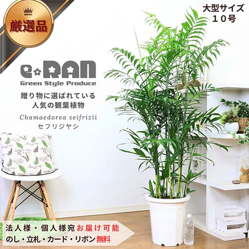 人気の セフリジヤシ 10号鉢 【限定数販売】観葉植物 大型【カマエドレア チャマエドレア セフリジー カイエンナッツ 育て易い 人気 ヤシの木 竹のような姿 空気清浄化 ギフト 南国 グリーン …