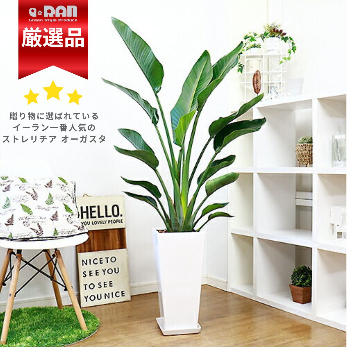 人気のストレリチア オーガスタ 2株仕立 高さ約140cm〜150cm前後 高級陶器鉢 選べるカラー白 黒 管理説明書 受皿付き【数量限定販売】 観葉植物 大型 バショウ科 ストレリチア属 Strelitzia nicolai ニコライ 天国の鳥 パラダイス 瑠璃極楽鳥花 開店祝い 開業祝い 厳選