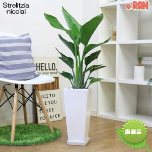 ͵Υȥ  Ω ٤륹󥰹ƫȭ   ڿ̸٤ޥ ڥХ祦 ȥ° Strelitzia nicolai ˥饤 ŷĻ ѥ ˳Ļ  տʪ