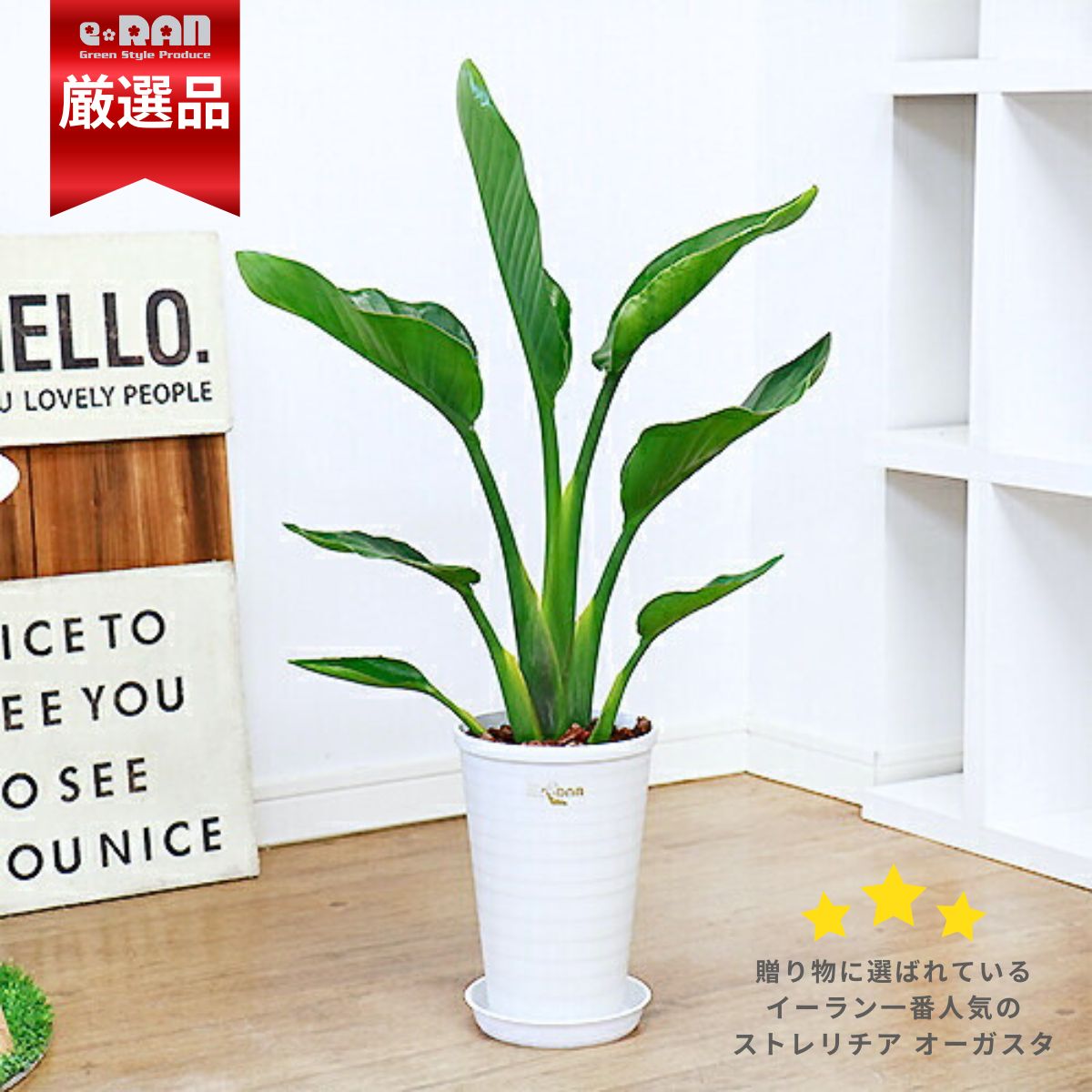 観葉植物 ストレリチア オーガスタ 6号鉢 高さ約60cm前後 ホワイトロングプラ鉢 白 小型 小さい 当店人気 苗 育てやすい 受皿付き バショウ科 ストレリチア属 Strelitzia nicolai ニコライ 天国の鳥 瑠璃極楽鳥花 厳選品 ギフト 開店祝い 新築祝い【数量限定販売】