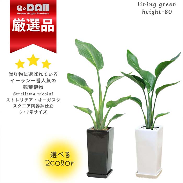 観葉植物（売れ筋ランキング） 【数量限定販売】 ストレリチア オーガスタ 高さ約80cm スクエア陶器鉢 選べるカラー 白 黒 管理説明書 受皿付き 肥料小袋プレゼント バショウ科 ストレリチア属 Strelitzia nicolai ニコライ 天国の鳥 パラダイス 瑠璃極楽鳥花 観葉植物