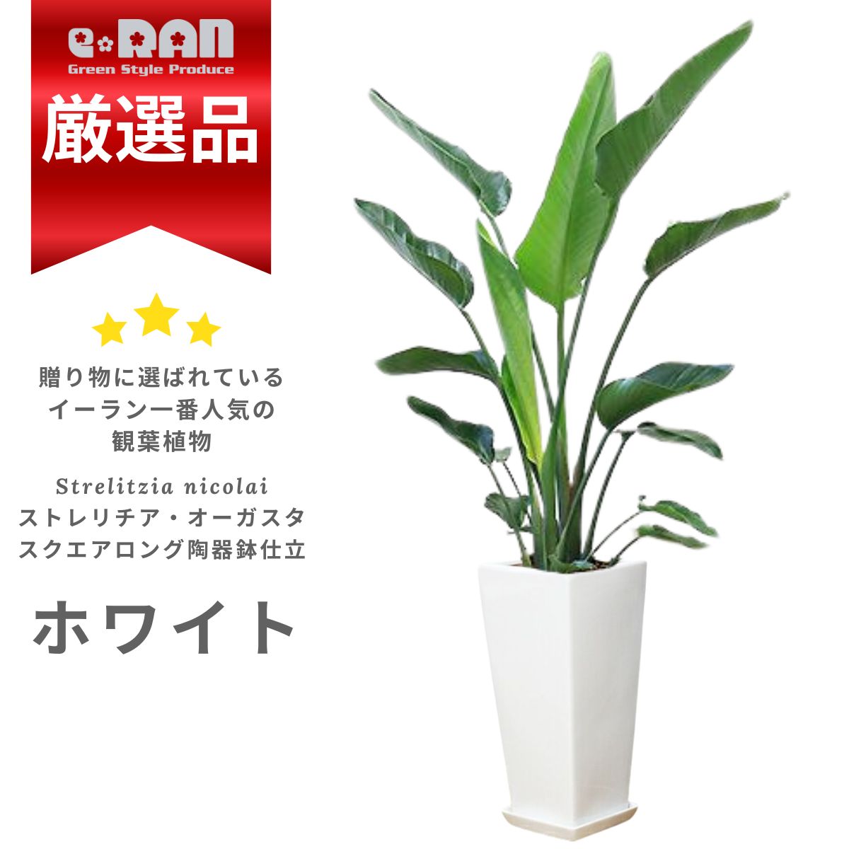 楽天市場】150cm（種類（植物）ストレリチア）（観葉植物｜花・観葉 