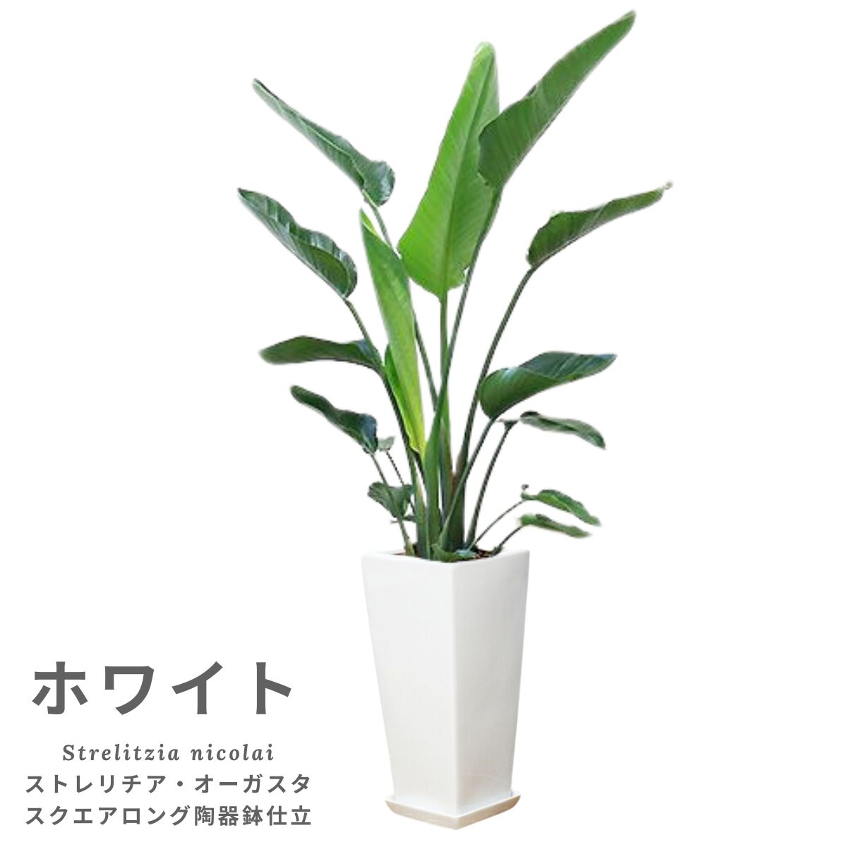 �ڿ��̸�������� ���տ�ʪ �緿 ���ȥ����� ���������� �⤵��150cm���� 2����Ω ������������ ƫ��ȭ ���٤�ƫ��ȭ �� �� ������ �淿 ��ӥ� ���� ���۽ˤ� ��Ź�ˤ� ��ž�ˤ� ���۽ˤ� ��Ź�ˤ� ���۽ˤ� �ץ쥼��� �˥��饤 �Х��祦 ŷ���Ļ �����˳�Ļ��