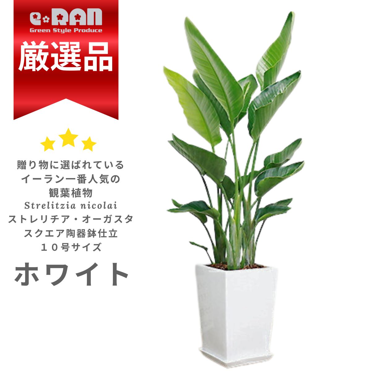 楽天市場】観葉植物 オーガスタ10号の通販