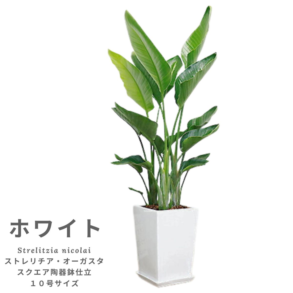 ���տ�ʪ �緿 10�� ���ȥ����� ���������� �⤵��150cm���� 2��3��Ω ƫ��ȭ ���٤�ȭ�ο� �� ���ڿ��̸�������۴��������� �����դ� �������ޥץ쥼��� �Х��祦�� ���ȥ�����° Strelitzia nicolai ŷ���Ļ �ѥ������ �����˳�Ļ�� ���Ƚˤ� ��Ź�ˤ� ����