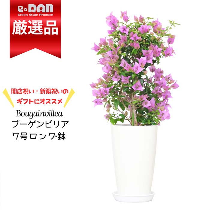 【数量限定販売】産直直送 花 ブーゲンビリア サンデリアナ 7号鉢 高さ約55～70cm前後 ブーゲンビレア サンデリアーナ 母の日 Mother's Day 花鉢 鉢 観葉植物 選抜個体 Bougainvillea