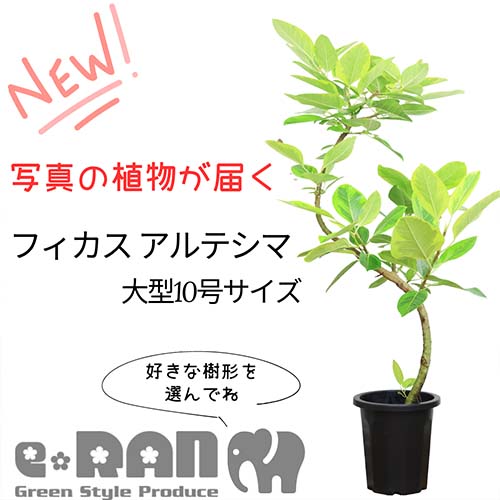 ゴムの木 ＼ポイント2倍／【選べる現品発送】フィカス アルテシマ (アルテシーマ) 10号鉢 高さ150～165cm 曲がり樹形 観葉植物 大型 管理説明書 受皿付 肥料小袋プレゼント Ficus altissima バリエガタビッグサイズ ゴムの木 黄色 斑入り ライムグリーン 永遠の幸福 ゴム婚式