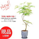 エバーフレッシュ 【選べる現品発送】観葉植物 室内 エバーフレッシュ 高さ約120～140cm エッグセメントポット 8号サイズ 受皿付き 大きい 曲がり樹形 自然樹形 リビング 御祝 新築祝い 開店祝い 大型 アカサヤネムノキ 合歓の木 夫婦和合 家内平和 細長い葉 ペットプランツ