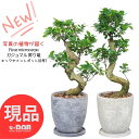 【選べる現品発送】縁起の良い ガジュマル 昇り竜 極太 接木 エッグセメントポット 8号サイズ 高さ約70~90cm前後 ベビーリーフ がじゅまる ガジュマルの木 曲がり樹形 ガジュマル 風水 鉢植え 多幸の木 盆栽 榕樹 細葉榕 観葉植物 厳選