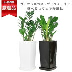 観葉植物 ザミオクルカス ザミフォーリア 選べる陶器鉢 白い鉢 黒い鉢 高さ60cm前後 金銭樹 Zamioculcas zamiifolia 肉厚な葉 ザミア 耐陰性 サトイモ科 ザミオクルカス属 半日蔭 多肉植物 金運アップ 育てやすい植物 厳選品 【数量限定販売】