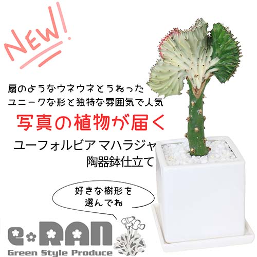 ＼ポイント2倍／【選べる現品発送】多肉植物 ユーフォルビア マハラジャ 陶器鉢 コーラルピンク 白 緑 赤紫 ユウヤケサンゴ 管理説明書..