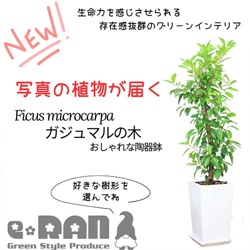 ＼ポイント2倍／観葉植物 ガジュマル 陶器鉢 角鉢 白 黒 幹太 原木仕立 管理説明書付き 受皿付き 肥料小袋プレゼント がじゅまる 育てやすい 風水 鉢植え 多幸の木 榕樹 キジムナー 我樹丸 細葉榕 金運アップ Ficus microcarpa 父の日 早割