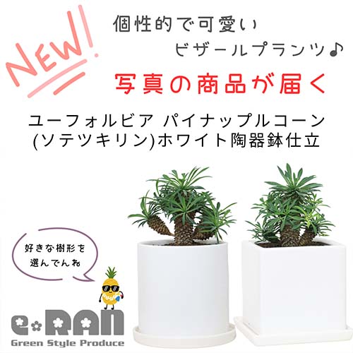 【選べる現品発送】観葉植物 ユーフォルビア ソテツキリン (パイナップルコーン) 子株付き 陶器鉢 白 角鉢 丸鉢 管理説明書 受皿付き 肥料小袋プレゼント 蘇鉄麒麟 多肉植物 ユーフォルビア ブプレウリフォリア サボテンの様な多肉 個性的 テーブル 小鉢