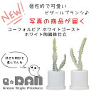 多肉植物 希少種 ユーフォルビア ホワイトゴースト 陶器鉢 高さ約20～30cm 育て易い 多肉 白い幽霊 白い色 Euphorbia lactea White Ghost ラクティア 斑入り品種 さぼてん サボテン ビザールプランツ 観葉植物