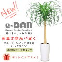 ポニーテール ＼ポイント2倍／【選べる現品発送】観葉植物 大型 ポニーテール ノリナ(トックリラン) 陶器鉢 白 ホワイト 幹太 耐寒性 Nolina 古木 徳利蘭ボトルツリー 壺 多肉 塊根 大型 個性的な おしゃれ