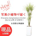 ドラセナ ＼ポイント2倍／【選べる現品発送】観葉植物 コンシンネ トリカラー 角 丸 陶器鉢 白 スクエア ラウンド 大型 植物ドラセナグリーン 紅覆輪千年木 ベニフクリンセンネンボク マルギナータ マジナータ 幸福の木 プレゼント ギフト