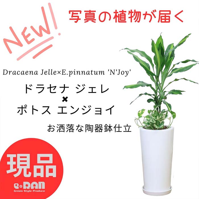 ポトス 【選べる現品発送】観葉植物 寄せ植えドラセナ ジェレ×ポトス エンジョイ 陶器鉢 白 2種類 鉢植え 管理説明書 受皿付き 肥料小袋プレゼント 育てやすい植物グリーン プレゼント ギフト 幸福の木の仲間 ツル性植物