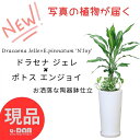 ドラセナ 【選べる現品発送】観葉植物 寄せ植えドラセナ ジェレ×ポトス エンジョイ 陶器鉢 白 2種類 鉢植え 管理説明書 受皿付き 肥料小袋プレゼント 育てやすい植物グリーン プレゼント ギフト 幸福の木の仲間 ツル性植物