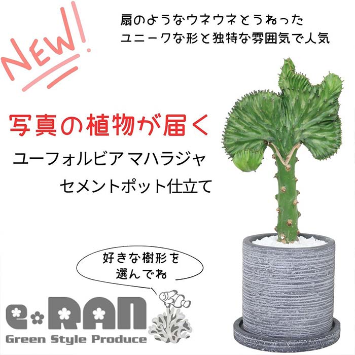 多肉植物 ユーフォルビア マハラジャ セメントポット コーラルピンク 白 緑 赤紫 ユウヤケサンゴ 管理説明書 受皿付き 肥料小袋プレゼント おすすめ 大明神 Euphorbia lactea ラクテア 観葉植物 ユニークな形 扇 キリン角 ビザールプランツ