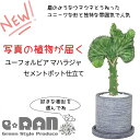 多肉植物 ユーフォルビア マハラジャ 陶器鉢 コーラルピンク 白 緑 赤紫 ユウヤケサンゴ 管理説明書 受皿付き 肥料小袋プレゼント おすすめ 大明神 Euphorbia lactea ラクテア 観葉植物 ユニークな形 扇 キリン角 ビザールプランツ