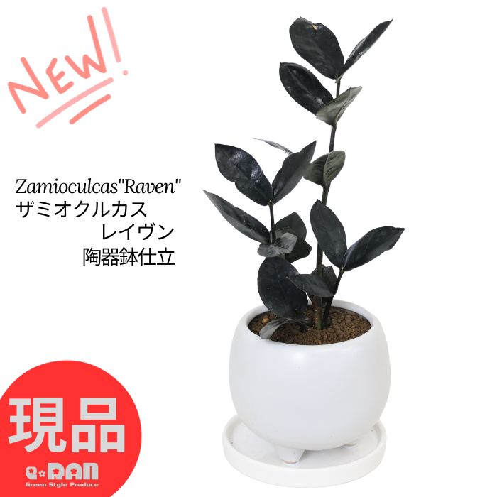 楽天観葉植物の専門店e-RAN＼ポイント2倍／【選べる現品発送】観葉植物 ザミオクルカス レイヴン 高さ約20～30cm 陶器鉢 白 ボール型 キューブ型 シリンダー型 丸 角 金銭樹 レイブン 肉厚な葉 耐陰性 サトイモ科 ザミオクルカス属 半日蔭 多肉植物 ミニ 金運アップ 育てやすい植物