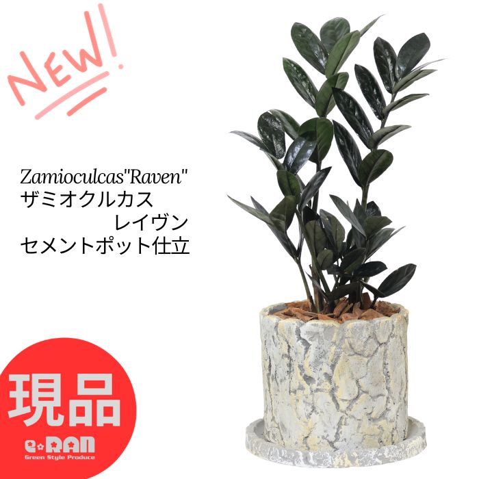 ＼ポイント2倍／【選べる現品発送】 観葉植物 ザミオクルカス レイヴン 高さ35～50cm セメントポット 4号サイズ 専用受皿付 管理説明書付き 肥料小袋プレゼント 金銭樹 Zamioculcas