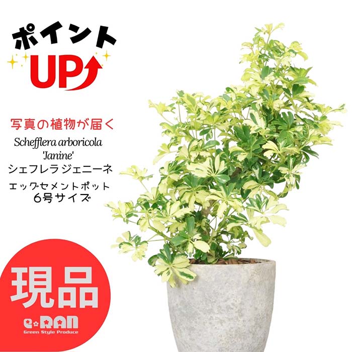 シェフレラ 観葉植物 ＼ポイント2倍／【選べる現品発送】 観葉植物 斑入り シェフレラ ジェニーネ 高さ約50cm エッグセメントポット 6号サイズ 曲がり樹形 金魚葉カポック 枝変わり 金魚の尾のような形 希少 レナータ ハートリーフ 盆栽 個性的 小さい ミニ Schefflera arboricola 'Janine'