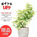 カポック ＼ポイント2倍／【選べる現品発送】 観葉植物 斑入り シェフレラ ジェニーネ 高さ約50cm エッグセメントポット 6号サイズ 曲がり樹形 金魚葉カポック 枝変わり 金魚の尾のような形 希少 レナータ ハートリーフ 盆栽 個性的 小さい ミニ Schefflera arboricola 'Janine'