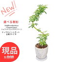 カポック ＼ポイント2倍／【選べる現品発送】観葉植物 シェフレラ コンパクタ クイーン 高さ約55～70cm エッグセメントポット 6号サイズ 曲がり樹形 おすすめ ホンコンカポック アルボリコラ カポック 丈夫で育てやすい 初心者 耐寒性 オクトパスツリー 店舗 新築祝い 掌形