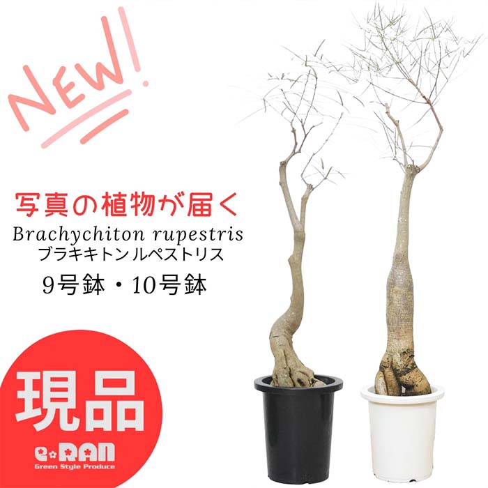 Rakuten - ブラキキトン ルペストリス 観葉植物 大型 9号鉢 10号鉢 高さ約130〜160cm 現品発送 シンボルツリー 開店祝い 開業祝い 新築祝い オフィス ギフト ボトルツリー 耐寒性 育てやすい ゴウシュウアオギリ クイーンズランドボトルツリー おしゃれ インテリア