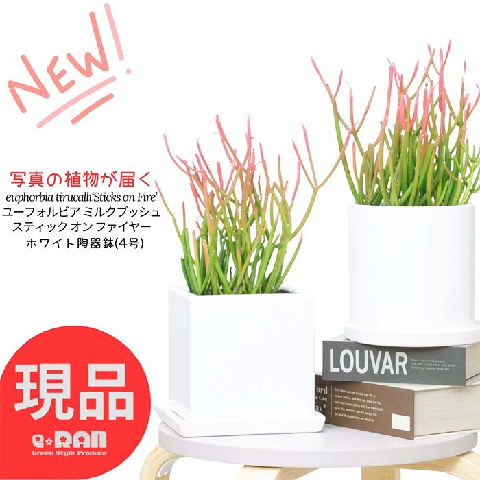 【選べる現品発送】多肉植物 ユーフォルビア ミルクブッシュ スティック オン ファイヤー 陶器鉢 白 高さ約25~35cm 鉢植え 小鉢 育て易い 新種 珍しい 映え 多肉 euphorbia tirucalli‘Sticks on Fire’ 観葉植物 ティルカリ