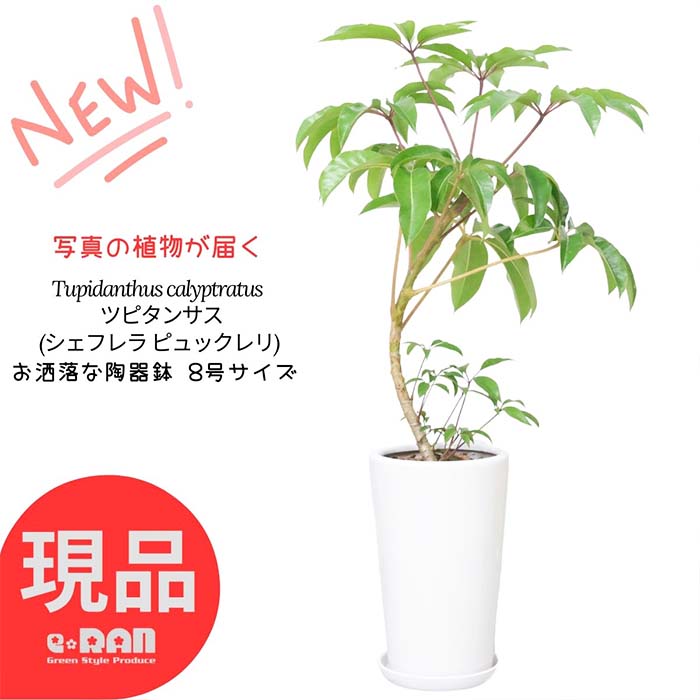 シェフレラ 観葉植物 【選べる現品発送】ツピタンサス 8号サイズ 高さ約100～120cm ラウンドホワイト陶器鉢 白 曲がり樹形 (シェフレラ ピュックレリ) おしゃれ 育てやすい 観葉植物 ブラッサイアに似た植物 ツピダンサス カリプトラタス カポック ウコギ仲間 新築祝い 住宅展示場 室内