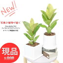 ゴムの木 【選べる現品発送】観葉植物 フィカス エラスティカ ジン 高さ約30～45cm 4号サイズ 陶器鉢 白 スクエア ラウンド 管理説明書 受皿付き 肥料小袋プレゼント 入手困難 ゴムの木 散り斑 斑入り Ficus elastica 'Gin' 流通の少ない 希少種 シンボルツリー