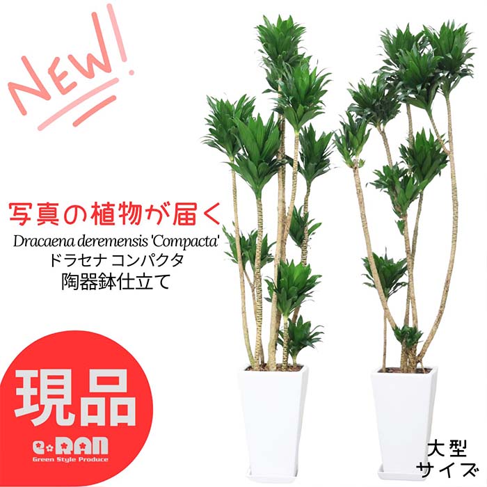 ＼ポイント2倍／【選べる現品発送】観葉植物 大型ドラセナ コンパクタ 10号 高さ約150～160センチ 陶器鉢 白 スクエア ラウンド 育てやすい ドラセナ ワーネッキー 矮性（ドラセナ デレメンシス）成長 遅い 植物 花言葉 幸福 永遠の愛 新築祝い 父の日 早割