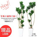 ドラセナ ＼ポイント2倍／【選べる現品発送】観葉植物 大型ドラセナ コンパクタ 10号 高さ約150～160センチ 陶器鉢 白 スクエア ラウンド 育てやすい ドラセナ ワーネッキー 矮性（ドラセナ デレメンシス）成長 遅い 植物 花言葉 幸福 永遠の愛 新築祝い