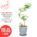 ＼ポイント2倍／観葉植物 シェフレラ コンパクタ クイーン 高さ70～80cm エッグセメントポット 7号サイズ 曲がり樹形 おすすめ ホンコンカポック アルボリコラ カポック 丈夫で育てやすい 初心者 耐寒性 オクトパスツリー 店舗 新築祝い 掌形