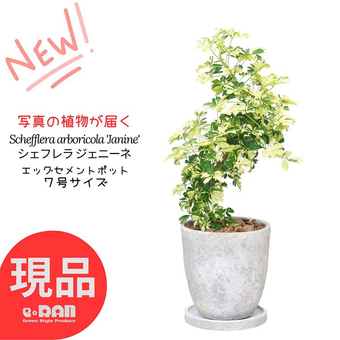 シェフレラ 観葉植物 ＼ポイント2倍／【選べる現品発送】 観葉植物 斑入り シェフレラ ジェニーネ 高さ約50～65cm エッグセメントポット 7号サイズ 曲がり樹形 金魚葉 カポック 枝変わり 金魚の尾のような形 希少 レナータ ハートリーフ 盆栽 個性的 小さい ミニ Schefflera