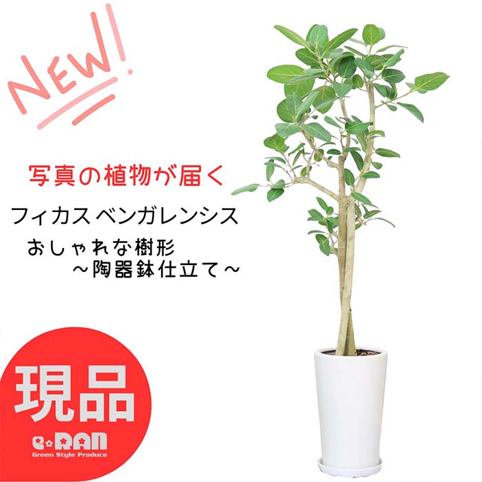 ゴムの木 ＼ポイント2倍／【選べる現品発送】観葉植物 大型 ベンガレンシス 陶器鉢 高さ約130～160cm おしゃれ 自然樹形 曲がり樹形 ベンガル フィカスベンガレンシス ベンガルボダイジュ ベンガルゴム ゴム婚式 開店祝い ゴムの木 移転祝い 新築祝い お祝い プレゼント 菩提樹 室内