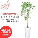 ゴムの木 ＼ポイント2倍／【選べる現品発送】観葉植物 大型 ベンガレンシス 陶器鉢 高さ約130～160cm おしゃれ 自然樹形 曲がり樹形 ベンガル フィカスベンガレンシス ベンガルボダイジュ ベンガルゴム ゴム婚式 開店祝い ゴムの木 移転祝い 新築祝い お祝い プレゼント 菩提樹 室内