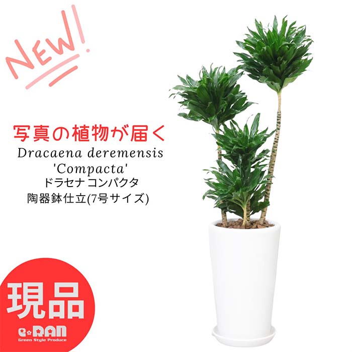 ドラセナ ＼ポイント5倍／【選べる現品発送】観葉植物ドラセナ コンパクタ 陶器鉢 白 7号サイズ 高さ約70～110センチ ラウンド 育てやすい ドラセナ ワーネッキー 矮性（ドラセナ デレメンシス）成長 遅い 植物 花言葉 幸福 永遠の愛 新築祝い