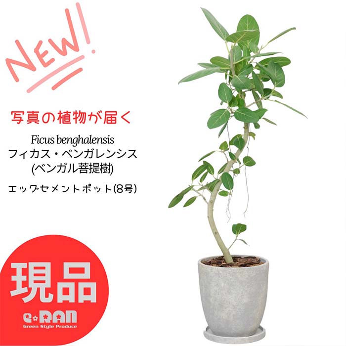 楽天市場】フィカス ベンガレンシス 8号の通販
