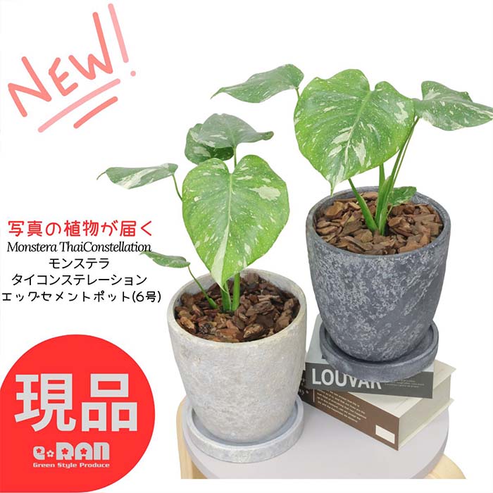 【選べる現品発送】 観葉植物 斑入