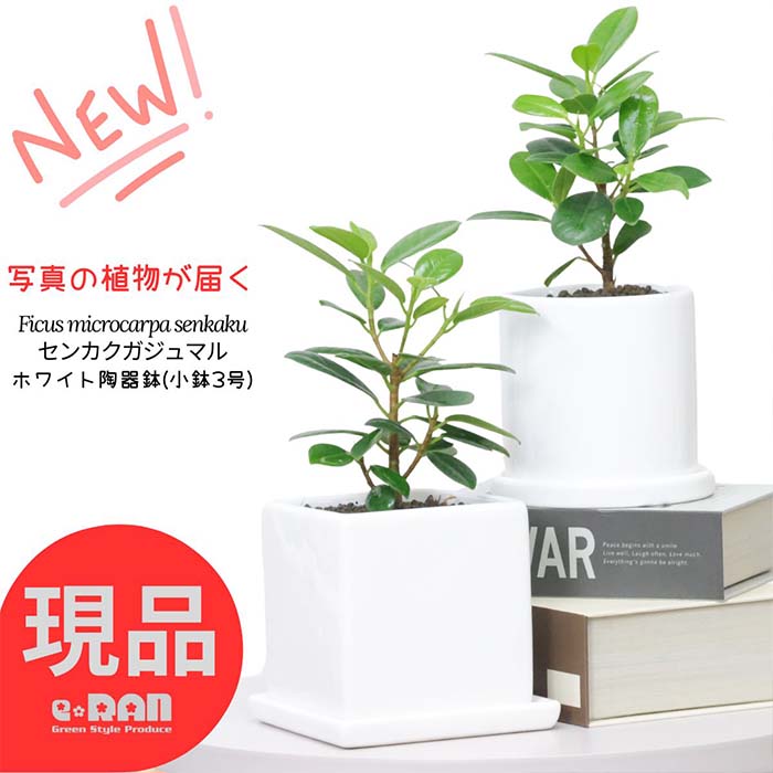 父の日ギフト 観葉植物 小鉢 センカクガジュマル 陶器鉢 高さ約20～25cm 希少種 尖閣ガジュマル ミニ 植物 贈り物 おすすめ 部屋 風水 キムジナー がじゅまる 精霊 自然樹形 インテリア おしゃれ 小型 かわいい 盆栽 耐寒性 Ficus microcarpa senkaku