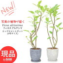 yIׂ錻iztBJX AeV[} 110`120cm GbOZg|bg 8TCY Ȃ` ϗtA Ǘ Mt 엿܃v[g Ficus altissima S̖ AeV} oGK[^ F  CO[ i̍K S